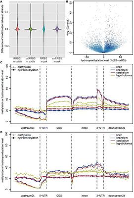 Genome-Wide DNA Methylation and Hydroxymethylation Changes Revealed Epigenetic Regulation of Neuromodulation and Myelination in Yak Hypothalamus